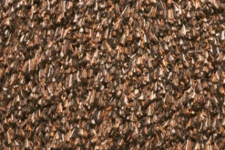 Natuflex Droogloopmat - 80x50cm - Donker Bruin - Deurmat -Woonaccessoire Winkel natuflex droogloopmat donker bruin deurmat 3